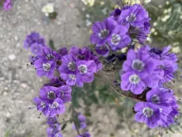 Scorpion Weed