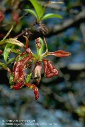 Red, puckered areas on green leaves.