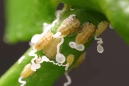 ACP nymphs are yellowish with red eyes. They produce white waxy tubules.