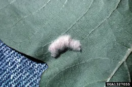 Beet armyworm egg mass. Photo by Alton N. Sparks, Jr., University of Georgia, Bugwood.org