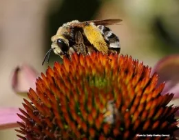 A honey bee and a yellow-faced bumble bee, Bombus vosnesenskii, share a coneflower at the UC Davis Bee Haven. (Photo by Kathy Keatley Garvey)