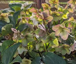 Light Pink flowers