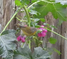 Bird on a plant