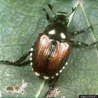 Small green beetle with white dots along the outside edges of it's body.