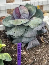 Una coliflor cultivada en el jardín de hortalizas del Centro South Coast de Investigación y Extensión.