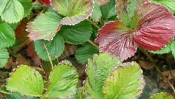 Nitrogen deficiency in strawberry