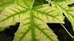 leaf veins