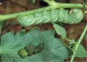 tomato hornworm