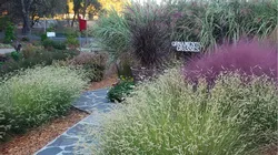 grasses