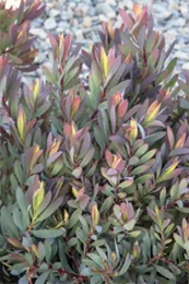 Leucadendron-96-sm