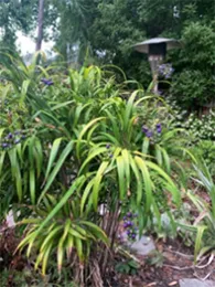 Dianella-99-sm2