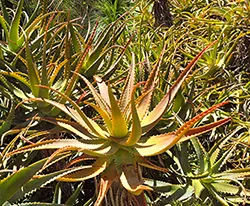 Aloe ArborescensMill-sm2
