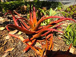 Aloe-20240627_150343_sm250