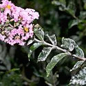 powdery mildew