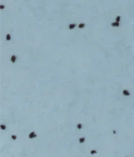 Figure B
