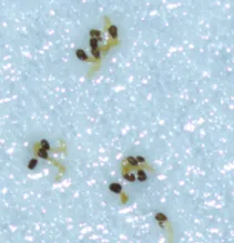 Figure C