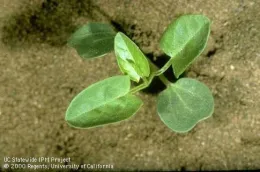 Pests Pic - Bindweed