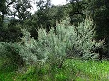 Herb Study Artemisia 01