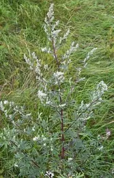 Herb Study Artemisia 02