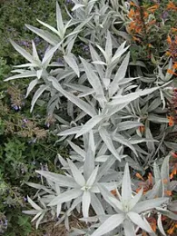 Herb Study Artemisia 03