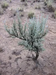 Herb Study Artemisia 05