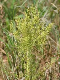 Herb Study Artemisia 07