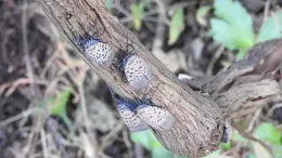 Spotted lanternfly adults. (Photos: CDFA)