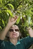 Twist to remove fruit