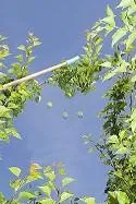 Pole thinning