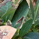 Heat scorch on leaves of a blueberry plant.