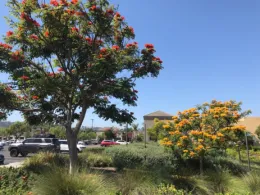 African Tulip Tree
