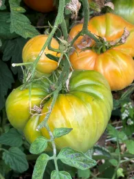 tomatoes