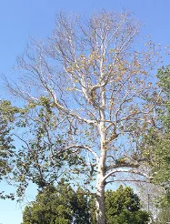 ISHB-01 Fig 1