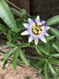 White flower with spiky purple insides.