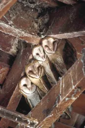 Young Barn Owls on rafter. William Gill. UC ANR