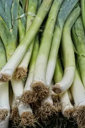 Leeks, Anaterate, Pixabay