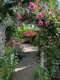 pimk roses over arbor