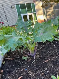 Leafy kale plant growing in a raised garden bed.