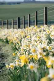 daffodils