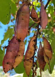 Redbud seed pods. Jeanette Alosi