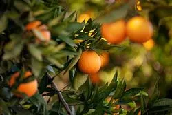 All About Citrus 2.8.25