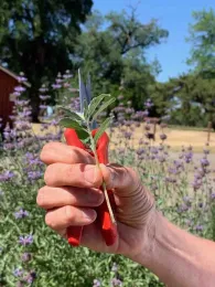 Learn to propagate plants from shoots like this in the Propagation Workshop this February. Laura Kling