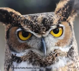 Great-horned owl at the California Raptor Center, School of Veterinary Medicine (Photo by Kathy Keatley Garvey)