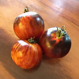 Tomato-Queen-of-the-Night-MG-Marilyn-Becker