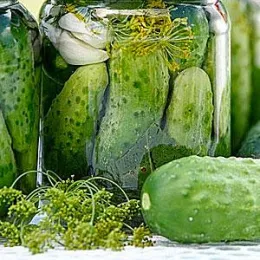 pickle & ferment