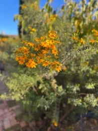 Tagetes lemonii
