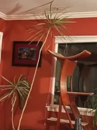 dracena
