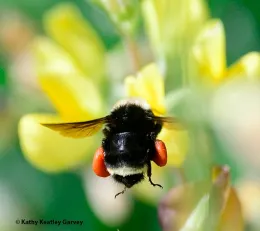 A yellow-faced bumble bee, Bombus vosnesenskii, heading toward lupine at Bodega Bay. (Photo by Kathy Keatley Garvey)