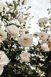 Light pink roses bush