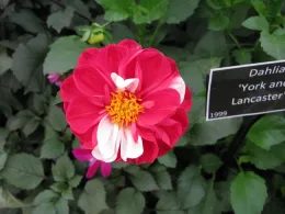 Photo of a dahlia.